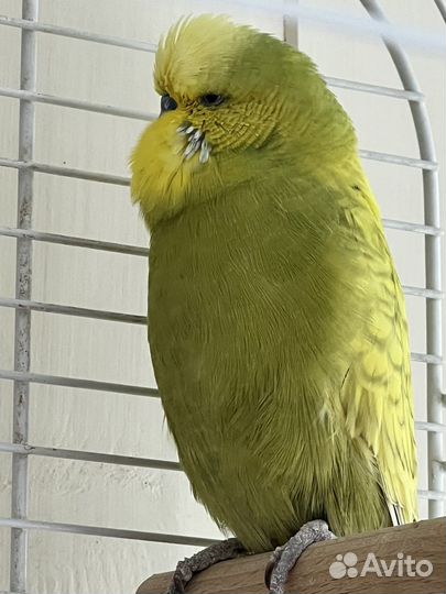 Выставочный попугай чех