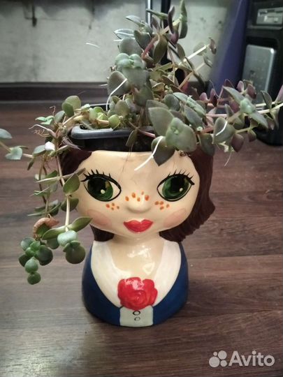 Кашпо с суккулентами