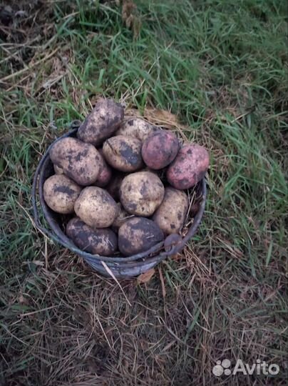 Картофель крупный