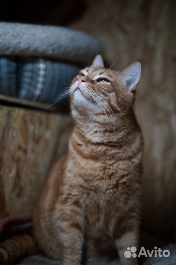 Кошка Злюка