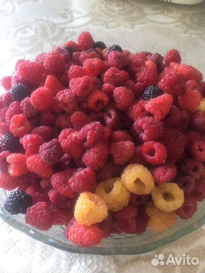 Саженцы малины ежевики