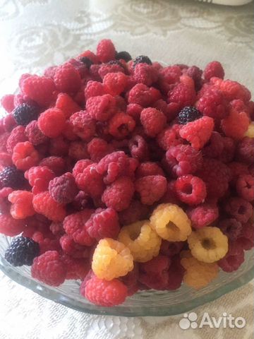 Саженцы малины ежевики