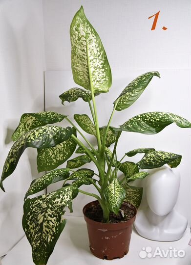 Диффенбахия комнатные цветы