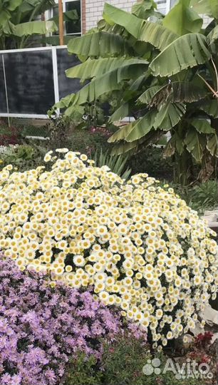 Хризантема