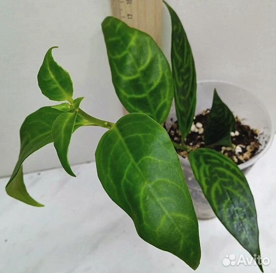 Комнатные растения цветы