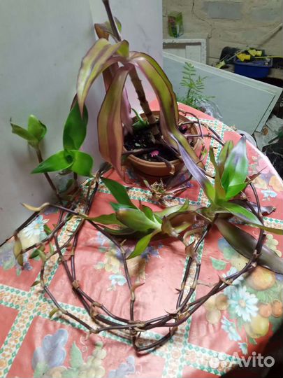 Цветок золотой ус