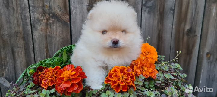 Щенки померанского шпица