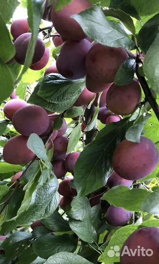 Саженцы сливы