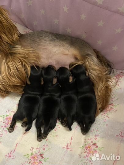 Йоркширский терьер щенки