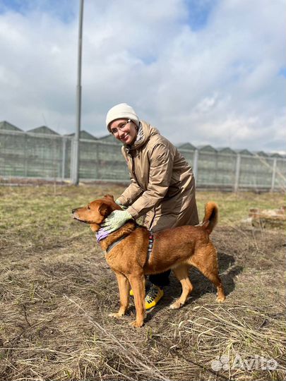 Идеальная собака в добрые руки