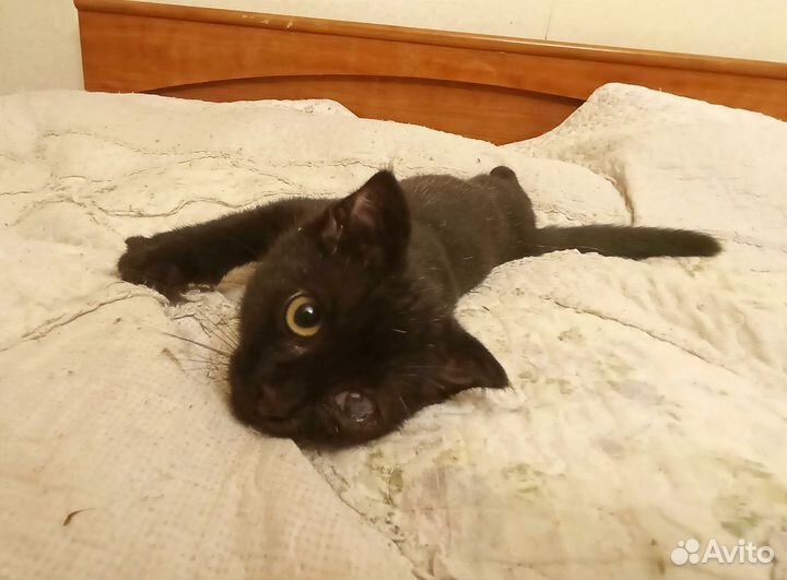 Котëнок в добрые руки