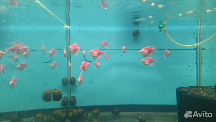 Цветные рыбки