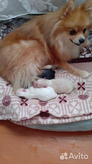 Собаки щенки шпиц