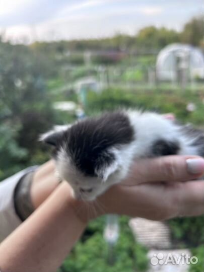 Котята
