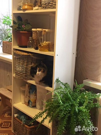 Передержка животных, зооняня