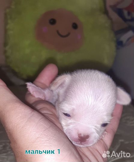 Мальчики мини, длинношёрстные, редкие окрасы