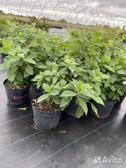 Гортензии метельчатные разных сортов