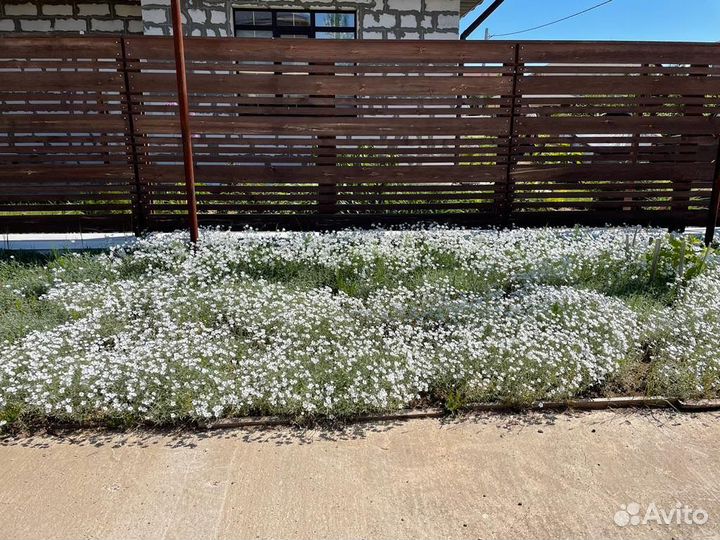 Ясколка многолетняя почвопокровник