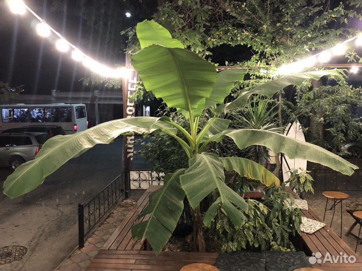 Растения для сада