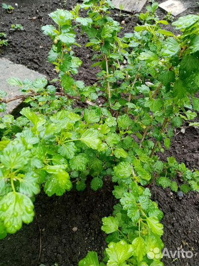 Растения из моего сада