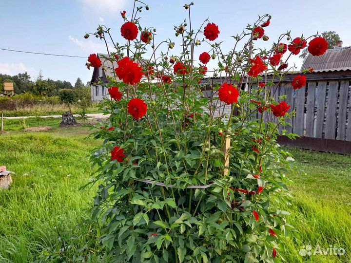 Продам саженцы многолетних цветов