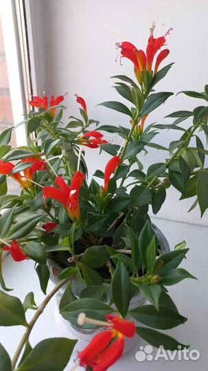 Эсхинантус цветок