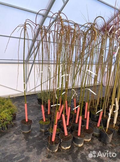 Ива козья плакучая килмарнок на штамбе 180 см