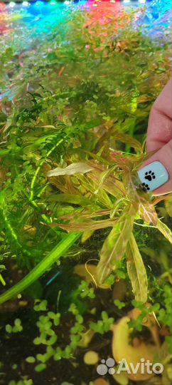Аквариумные растения, улитки, прополка