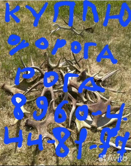 Рога. Оленя и Лося