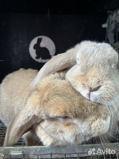 Кролики французский баран