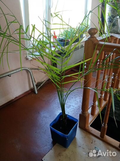 Цветы комнатные