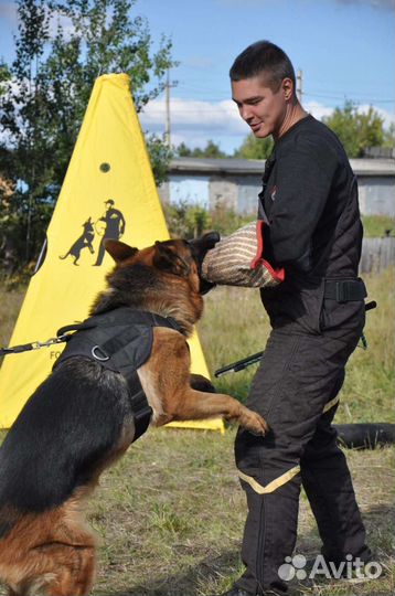 Дрессировка собак