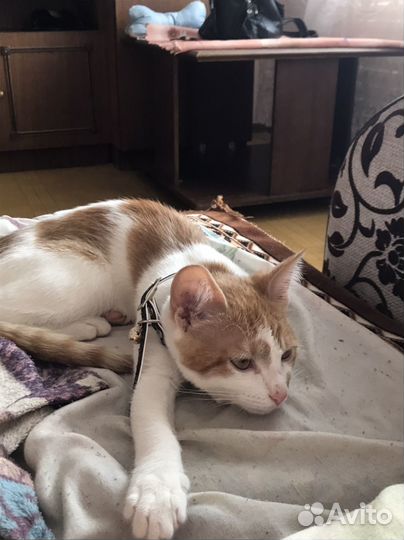 Кошка в дар бесплатно