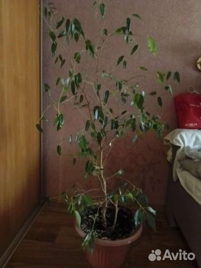 Комнатные цветы