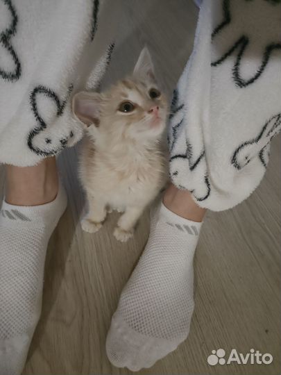 Красавчик малыш ищет дом