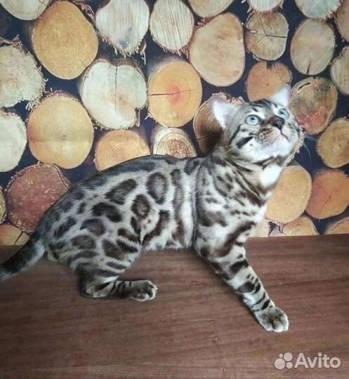 Бенгальский котик Сёма