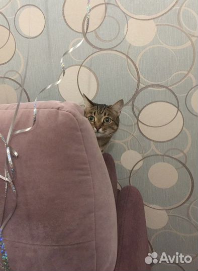 Кошка в хорошие руки