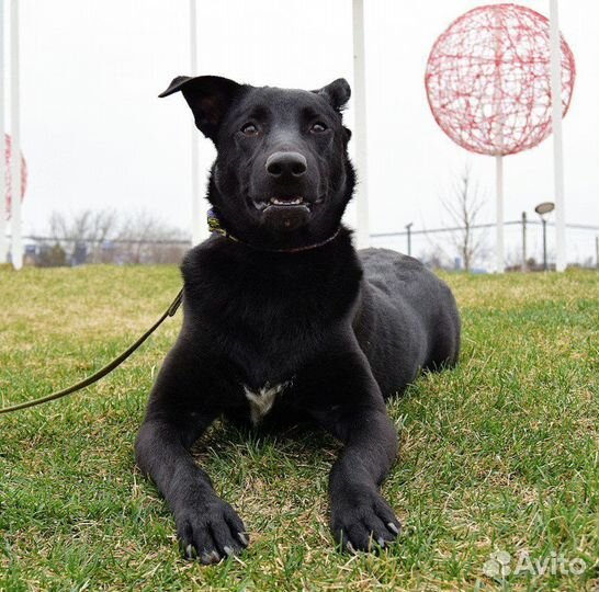 Собака Дюна