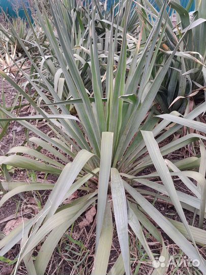 Лавровишня,юкка садовая
