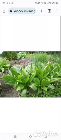 Безвременник