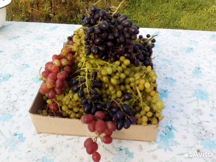 Саженцы и черенки винограда