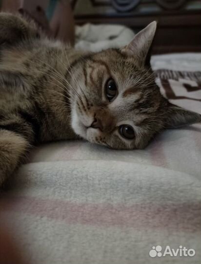 Ищем котика для свидания