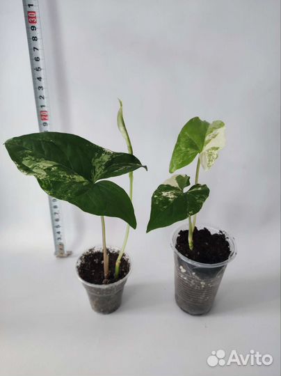 Сингониум/Сциндапсус/Эпипремнум