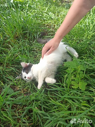 Котик в дар