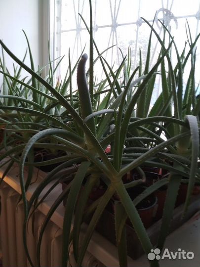 Алоэ Турецкий Лечебный. 5 лет