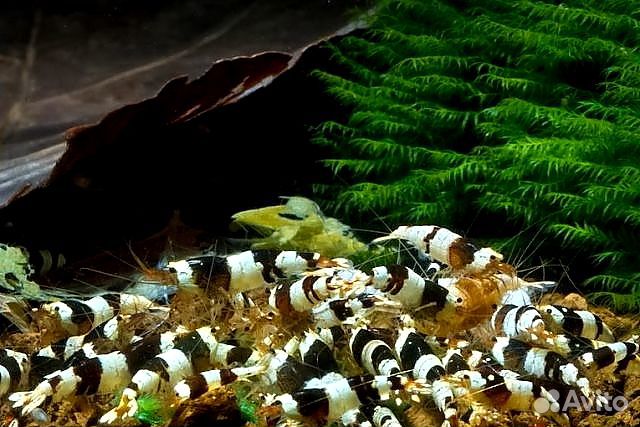 Аквариумные Креветки