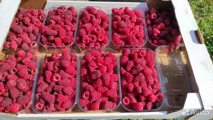 Ремонтантная малина 