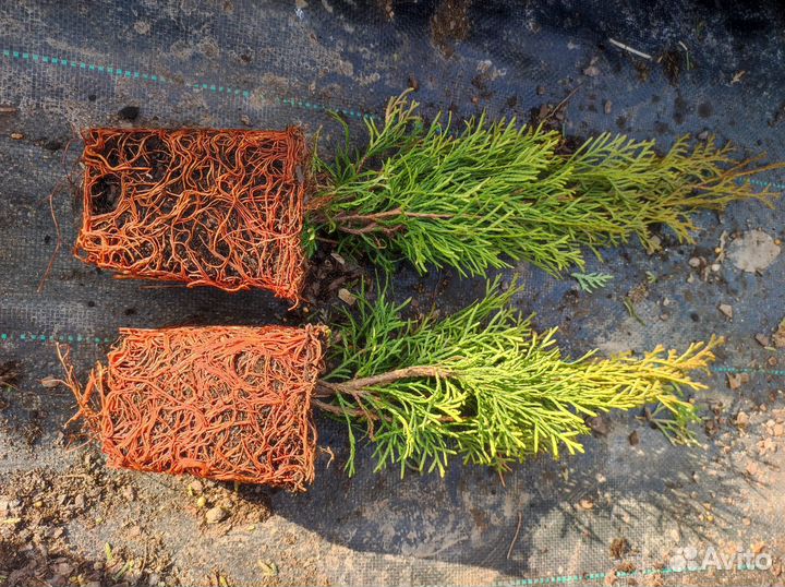 Черенки Туя Смарагд Р9