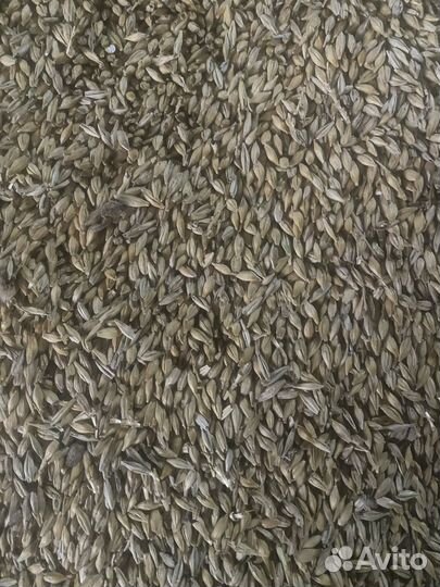 Зерно ячмень