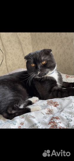 Отдам кота в добрые руки